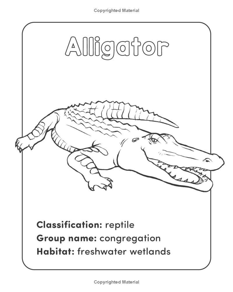 Sách ngoại văn: Wild Animal Book For Kids