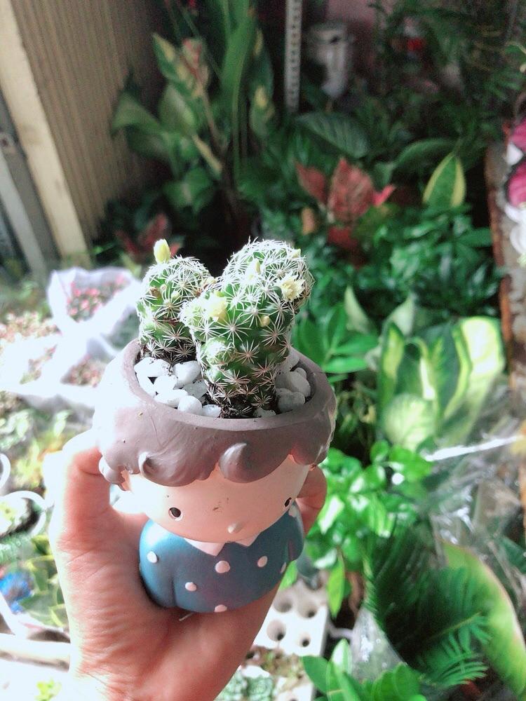 Chậu Xương Rồng Trứng Chim