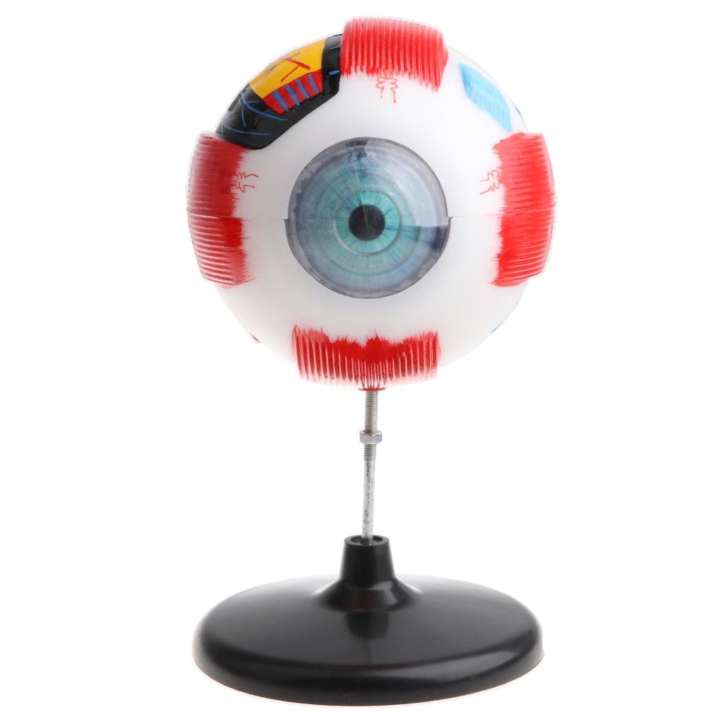 Large Sized Human Eye Ball Model Anatomical Study Kit Lab Supplies