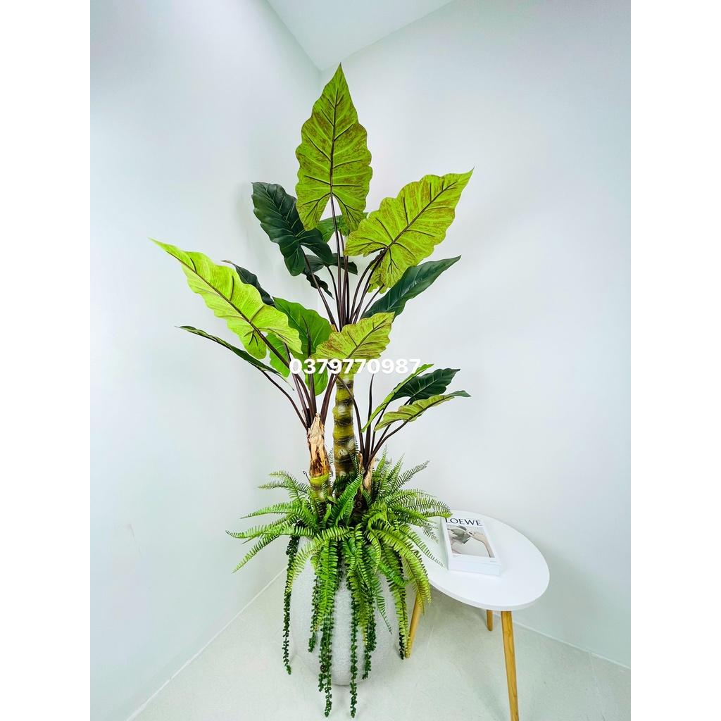 Cây khoai nước giả decor cao cấp