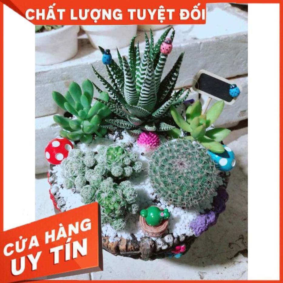 Chậu xương rồng tiểu cảnh Nhiều Người Mua