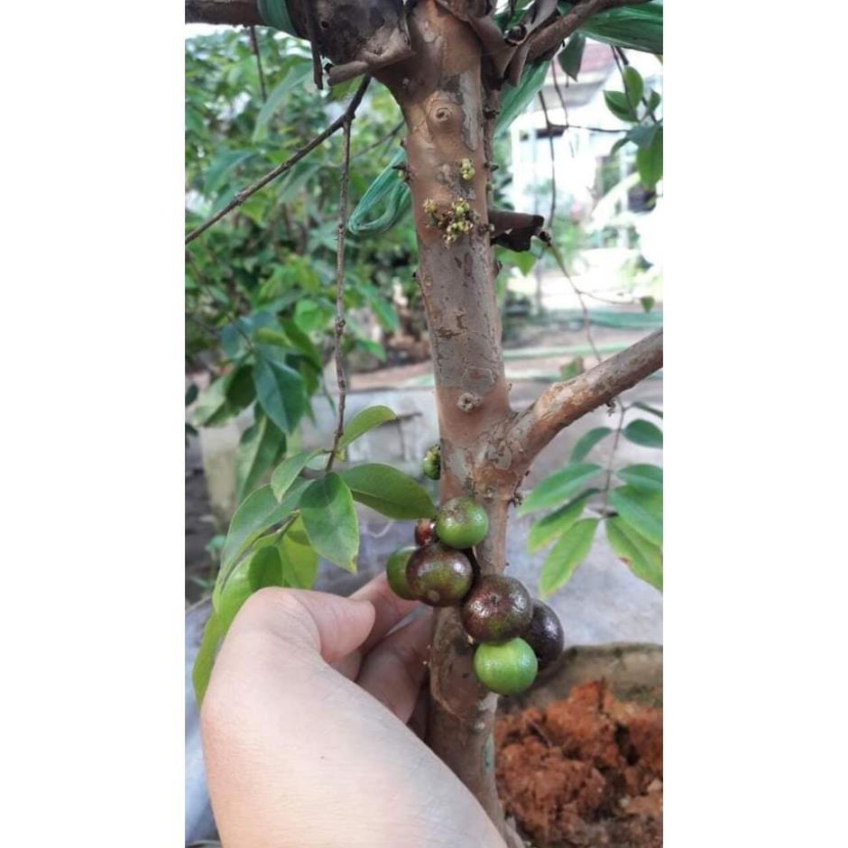 Sản phẩm Nho thân gỗ