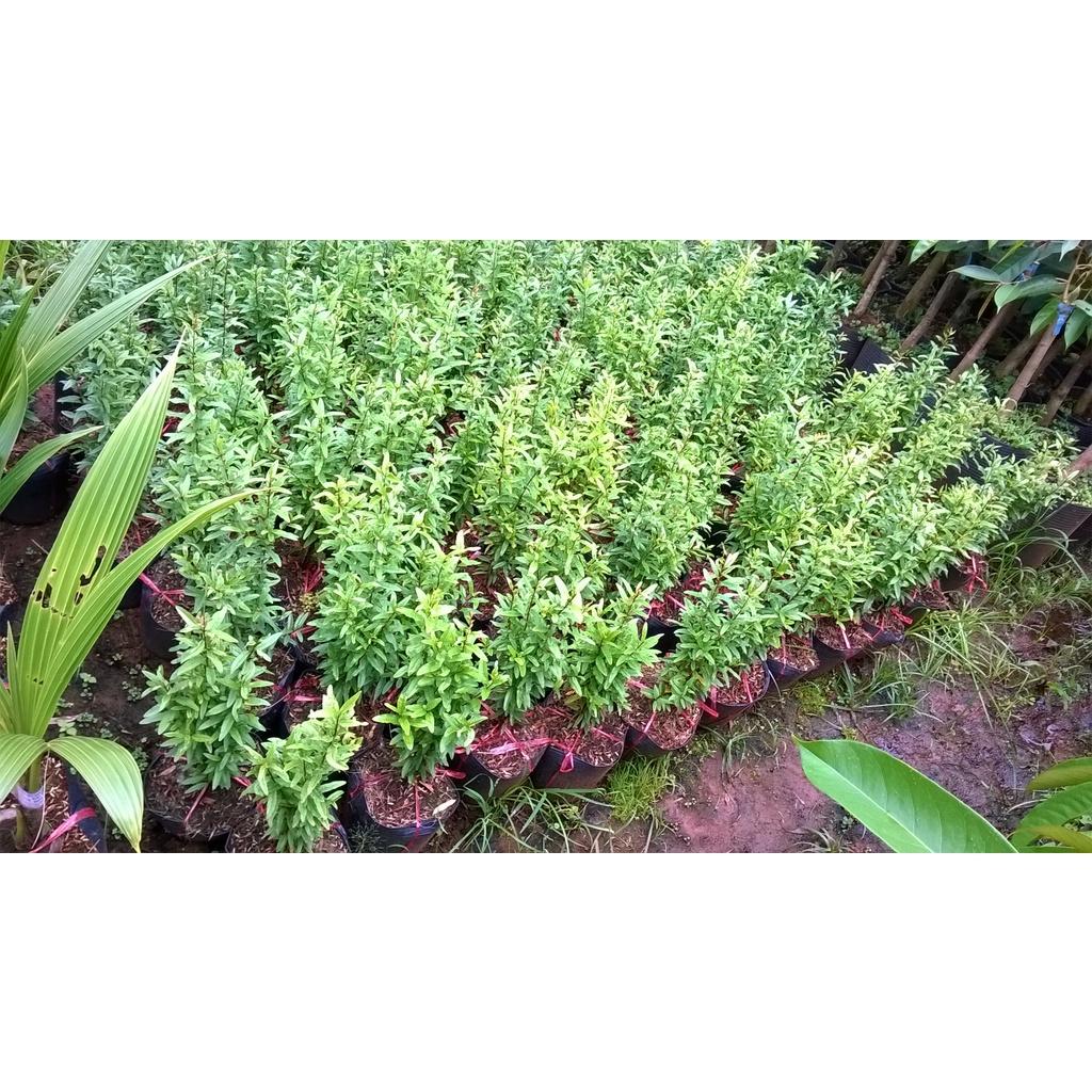 CÂY GIỐNG LỰU BẠCH MINI .