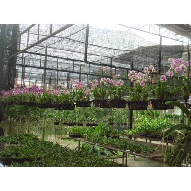 Lưới che nắng thái lan : khổ 2 m , 3m ,4m Cao cấp