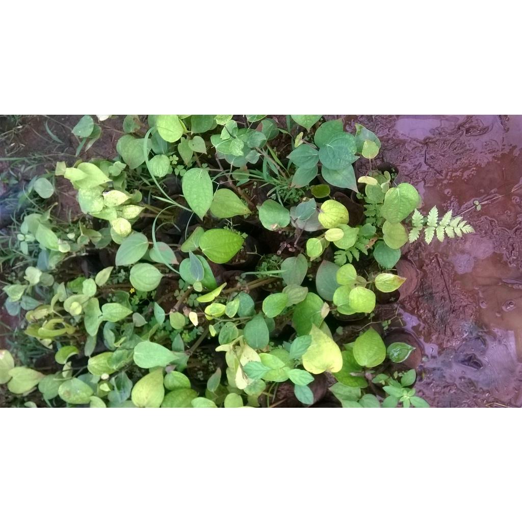 Cây giống Tiêu Trâu .