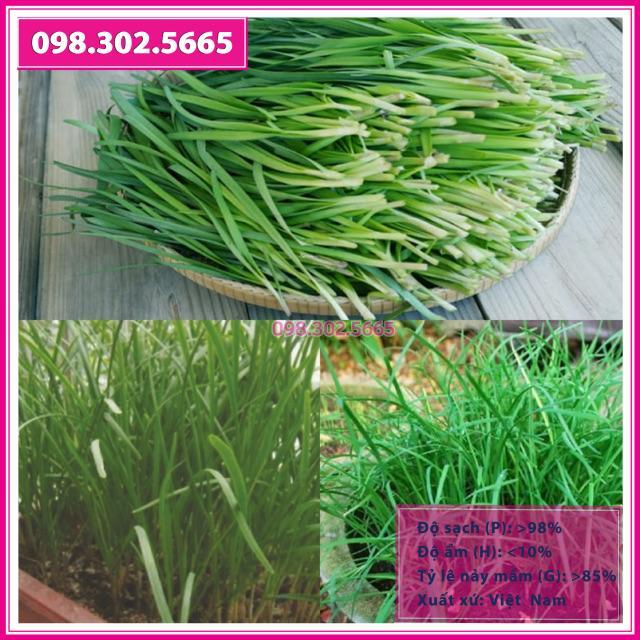 Gói 10gr hạt giống lá hẹ ta