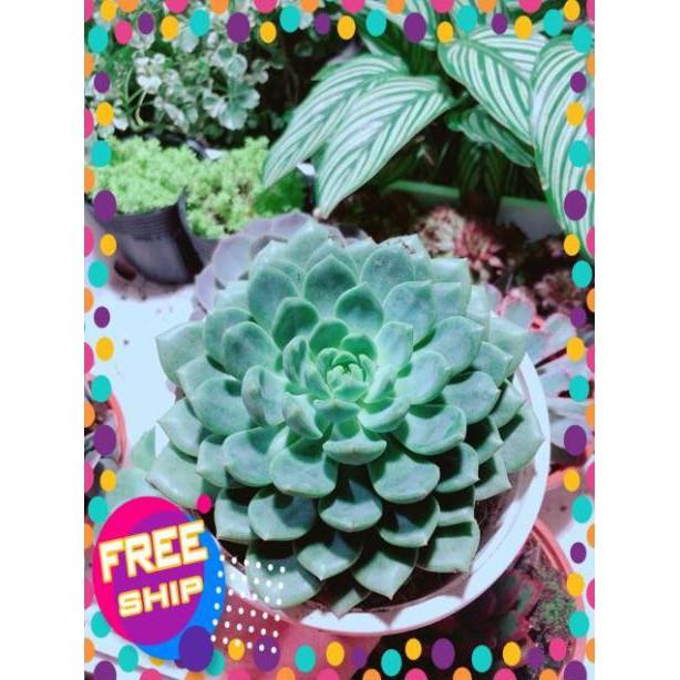 Sen Đá Size Đại