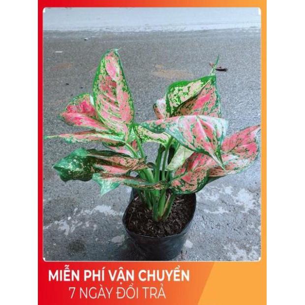 Cây Vạn Lộc