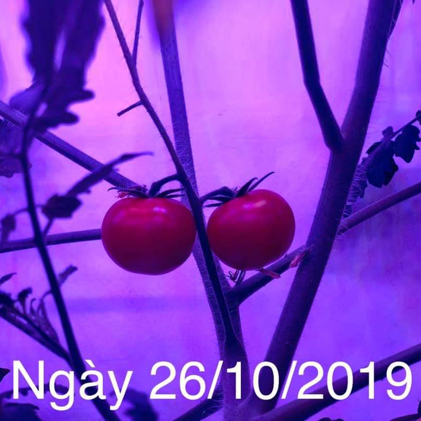 Combo 2 Đèn LED Trồng Cây và Rau Thủy Canh Trong Nhà Kính với anh sáng tím hồng giúp cây trồng và rau trong nhà phát triển nhanh