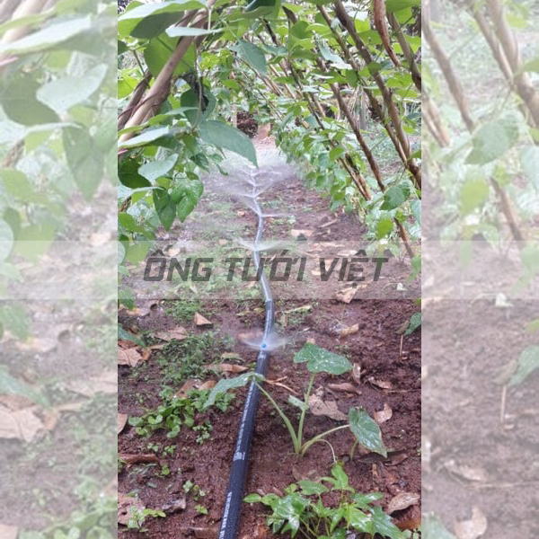 150m Ống dây tưới mềm Nguyễn Tân phi 42 - Không đục lỗ | Ống mềm sử dụng trong hệ thống tưới nông nghiệp
