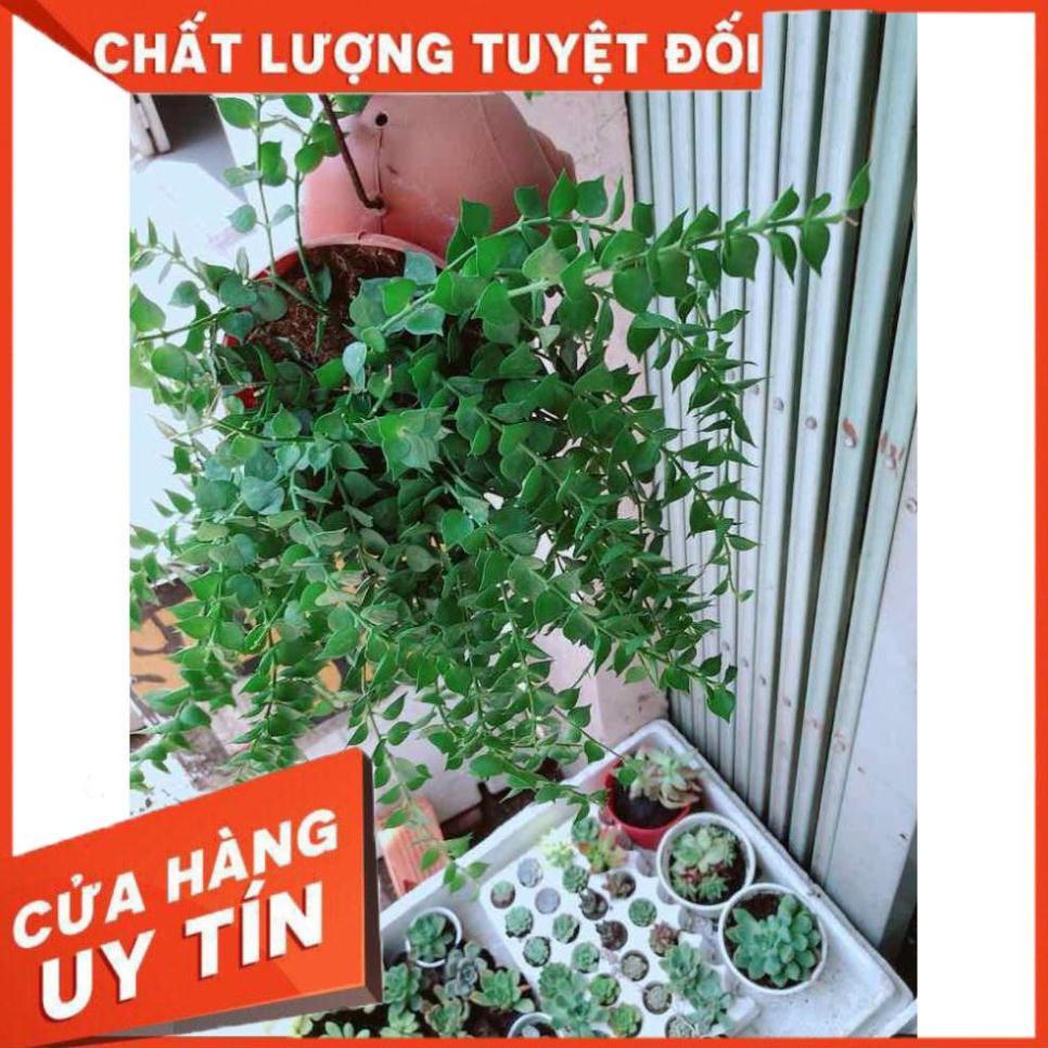 Chậu lá tim Nhiều Người Mua