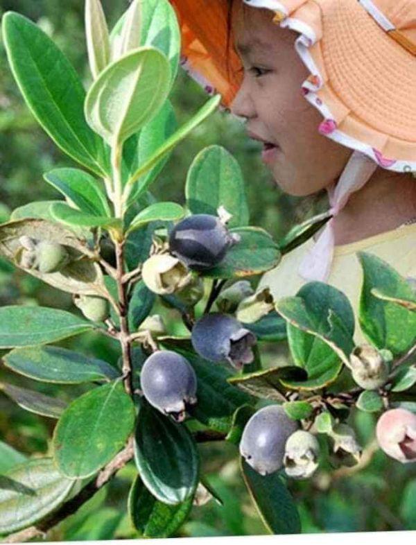 Com bo 4 cây sim ăn quả cây đẹp giống chuẩn