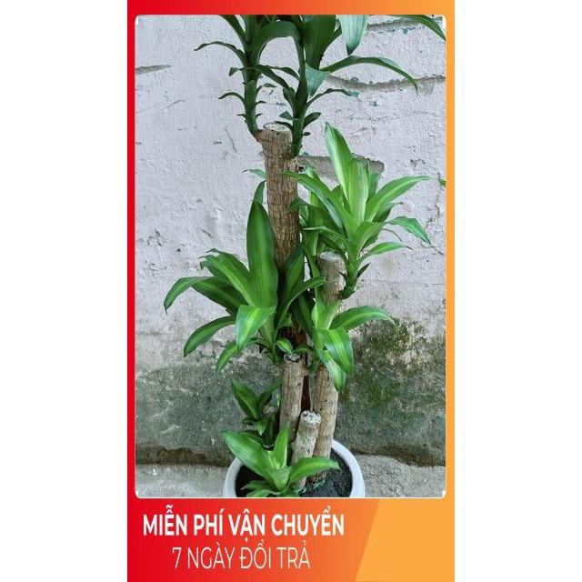 Chậu Cây Phát Tài Cao 1m4
