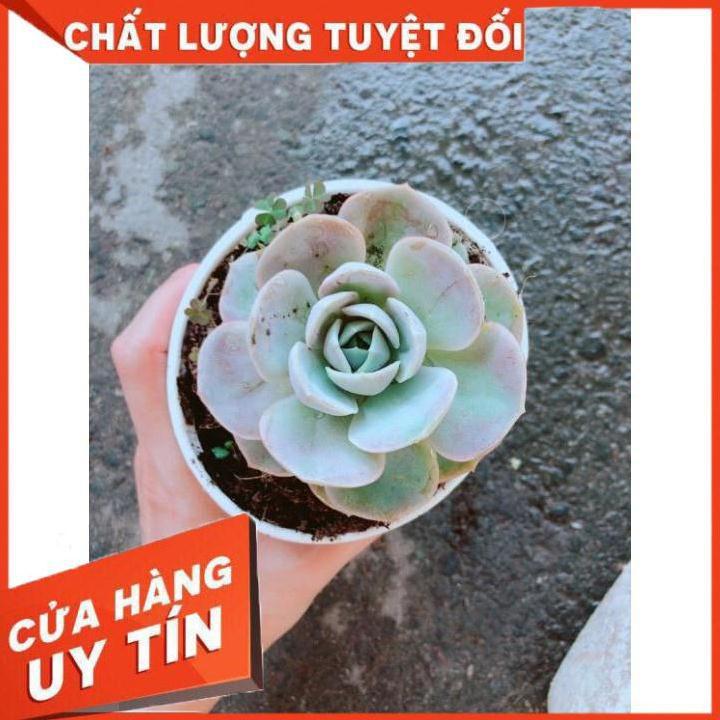 Chậu Sen Đá Hồng Nhiều Người Mua