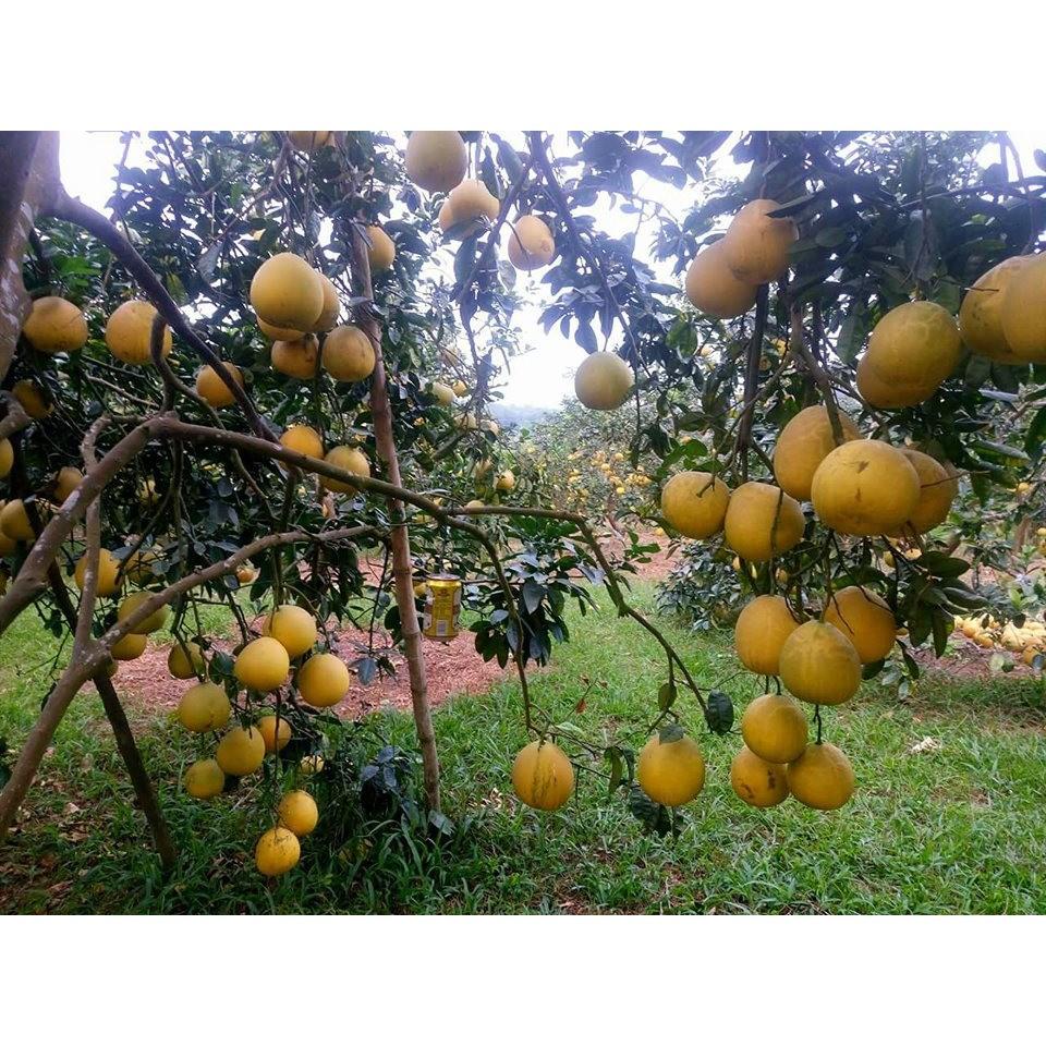 Cây giống bưởi diễn