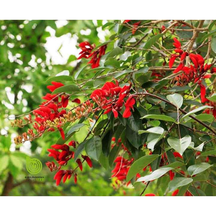 Cây Hoa OSAKA ĐỎ , cây MUỒNG HOA ĐỎ - cây giống 1 năm tuổi