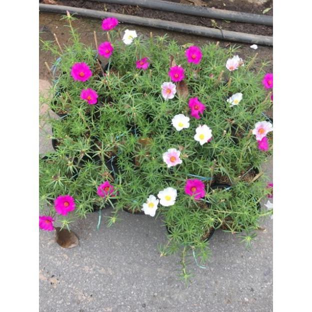 Cây hoa 10 giờ thái