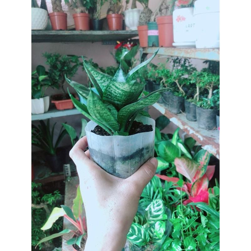 Cây Lưỡi Mèo