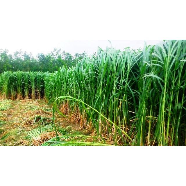 Hạt Giống Cỏ Voi Lai- Gói 500g