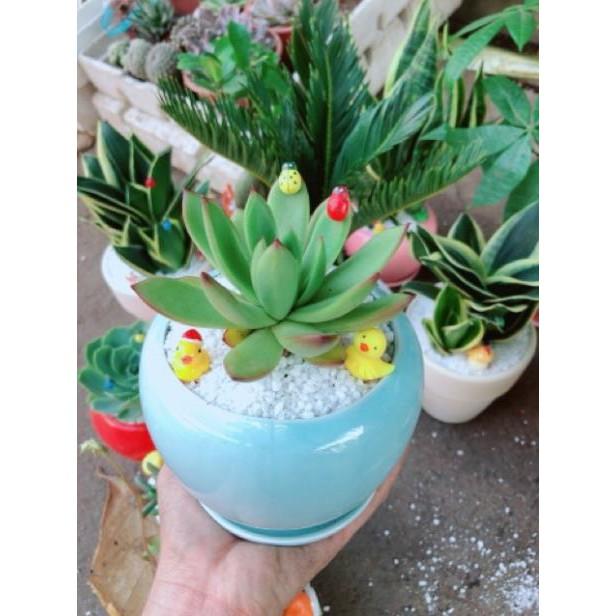 Chậu sen đá viền lửa