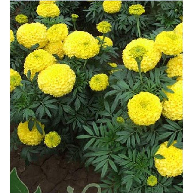 Hạt giống hoa vạn thọ Mỹ mix màu KNS3678 - Gói 50 hạt