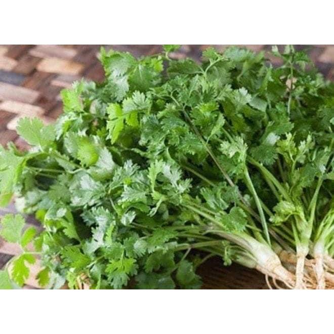 Hạt giống Mùi Bạc Liêu - Thơm cao sản