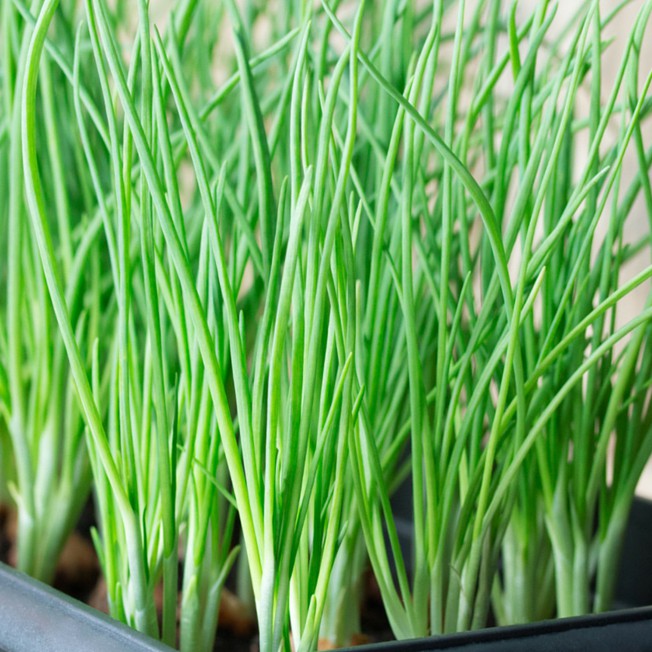 Hạt giống Hành lá 25