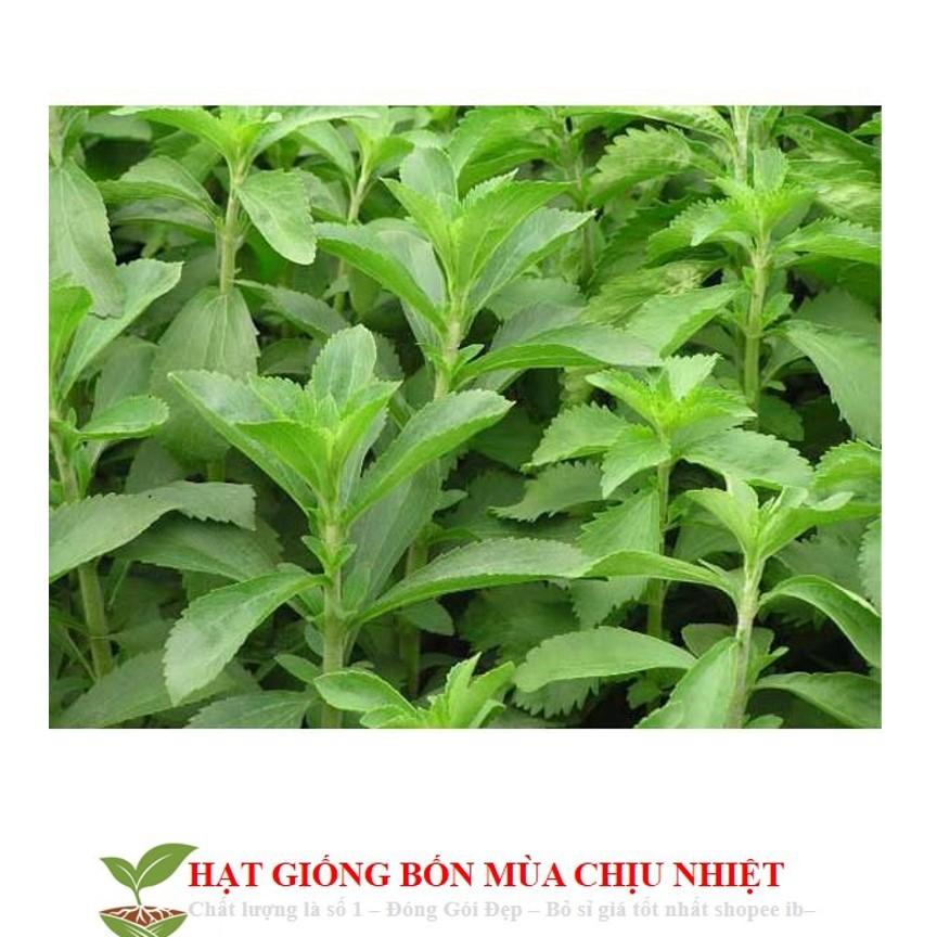 GÓI 50 Hạt Giống Cỏ Ngọt Stevia NẢY MẦM TỐT