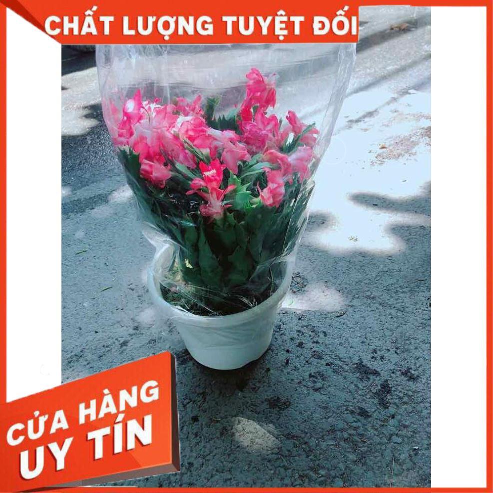 Hoa Quỳnh Size Đại Nhiều Người Mua