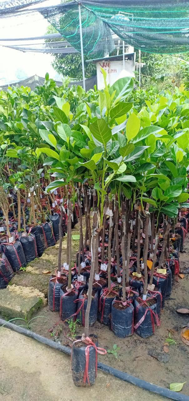 Cây mít ta, cây mít ta, Cây MÍT ta , hàng gieo hạt