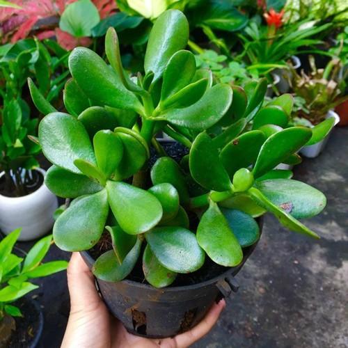 CÂY SEN ĐÁ NGỌC BÍCH,CÂY SEN ĐÁ NGỌC BÍCH - CSDNBNDNB