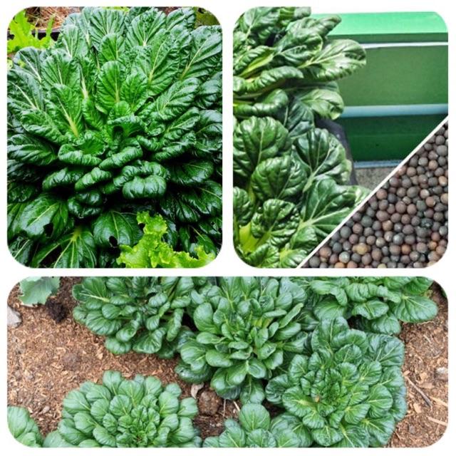 Hạt Giống Cải tatsoi, Cải thìa hoa hồng (có tên khoa học là Brassica narinosa) còn được gọi là cải hoa hồng