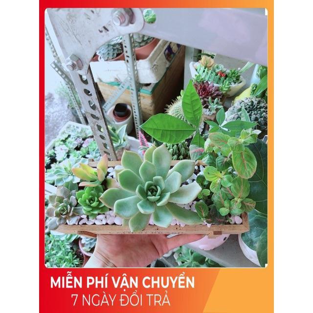 Chậu Sen Đá-Cẩm Nhung