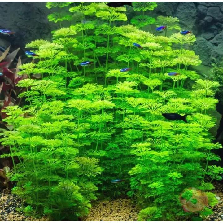 5 nhánh Tiểu Bảo Tháp - cây thủy sinh cắt cắm không cần c02 và nền