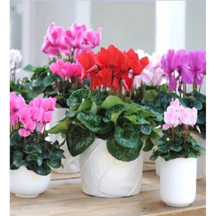 Hạt Giống Hoa Anh Thảo Mix Nhiều Màu - 5 hạt/gói