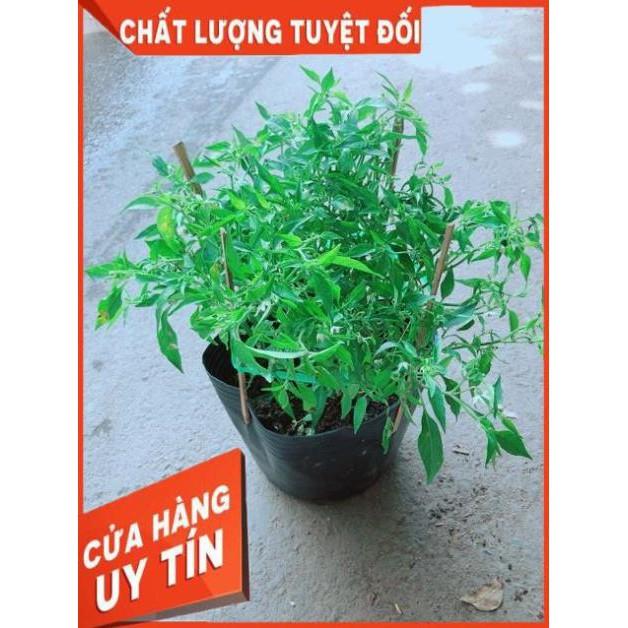 Bụi Ớt Hiểm