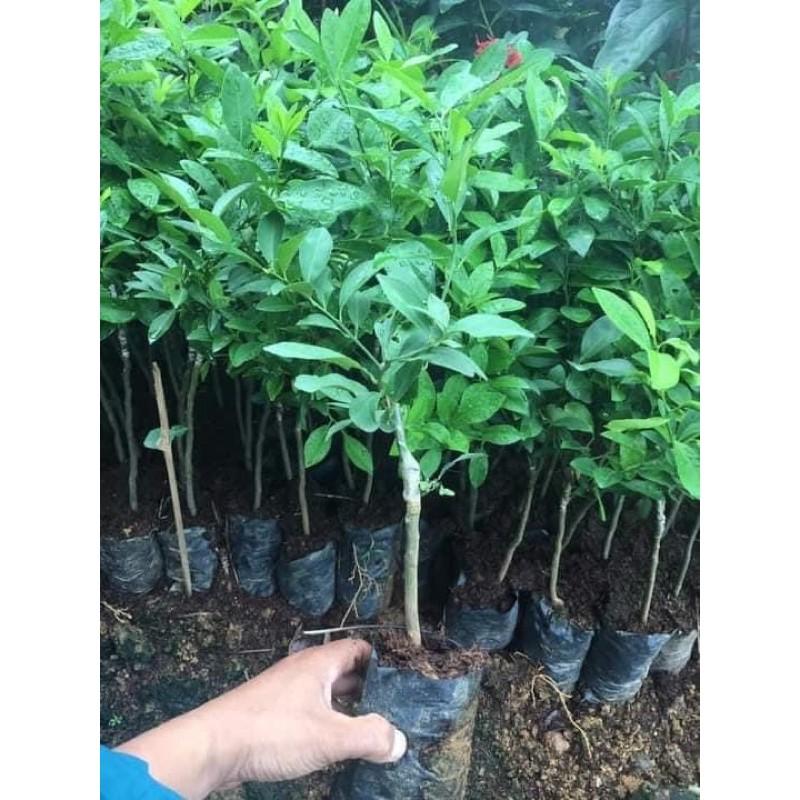 CÂY CHANH GIỐNG TỨ QUÝ