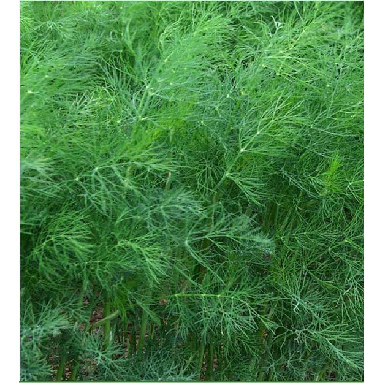 Hạt giống rau thì là 4 mùa cao sản - 20gr/gói