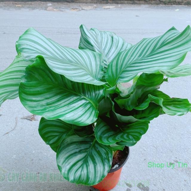 Chậu đuôi công xanh