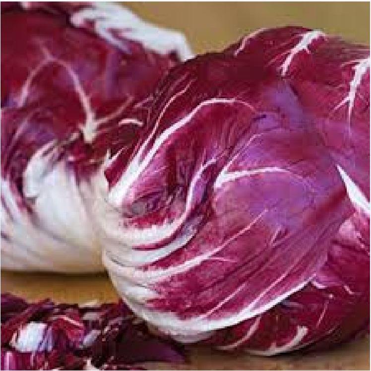 Hạt giống rau xà lách cuộn tím dể trồng f1-1 gói 0,5 gram-tặng kèm gói phân bón lót