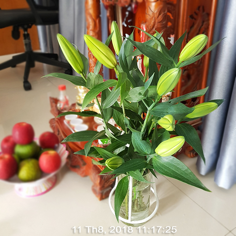 BỘT DƯỠNG HOA LONGLIFE SG CỦA ISRAEL BÍ QUYẾT GIỮ HOA TƯƠI LÂU GẤP 2 LẦN DÀNH SHOP HOA BẢO QUẢN HOA CẮM BÌNH, HOA CẮM XỐP TƯƠI LÂU VÀ KHÔNG THAY HOA ĐỊNH KỲ THÁNG