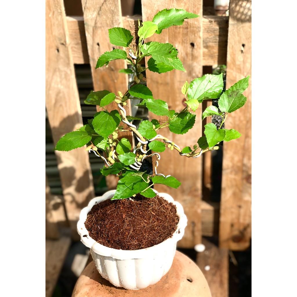 Chậu Bonsai cây dâu tằm
