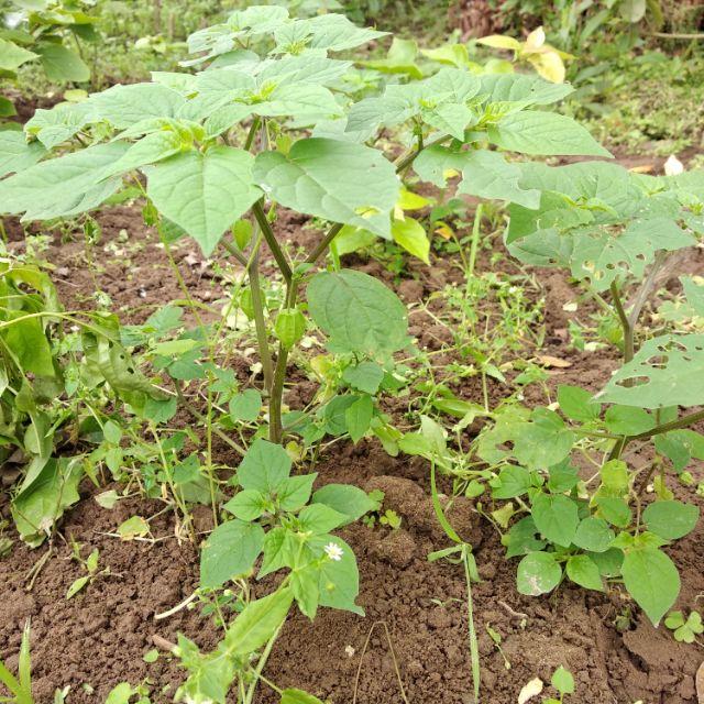 Cây tầm bóp cảnh