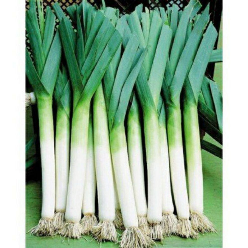 HẠT GIỐNG TỎI TÂY GÓI 5G - TỶ LỆ NẢY MẦM CAO