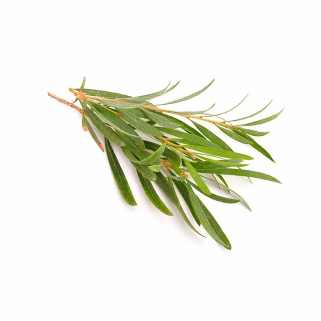 VIÊN NGẬM THẢO MỘC HÚNG CHANH VIATUX EXTRA HỔ TRỢ GIẢM HO - Hộp/30 viên