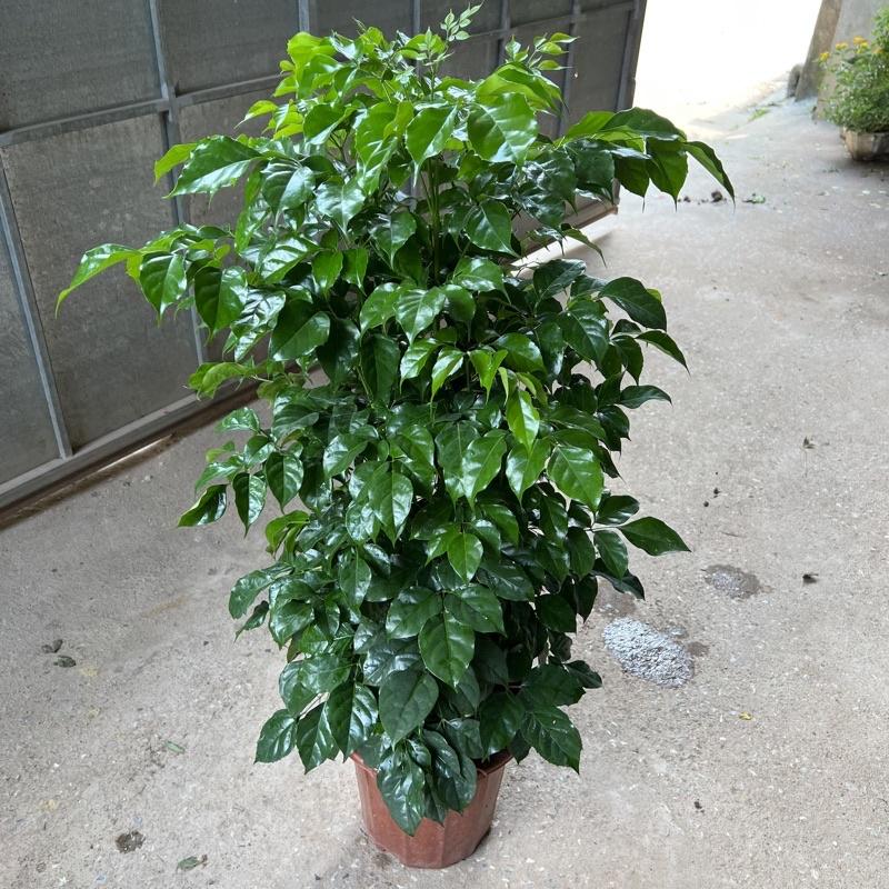 Cây hạnh phúc cao 80cm-1m, cây phong thủy mang đến thành công viên mãn, trồng trang trí nội thất