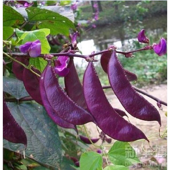 Hạt giống đậu ván tím dể trồng f1 -gói 5 hạt-tặng kèm gói phân bón lót