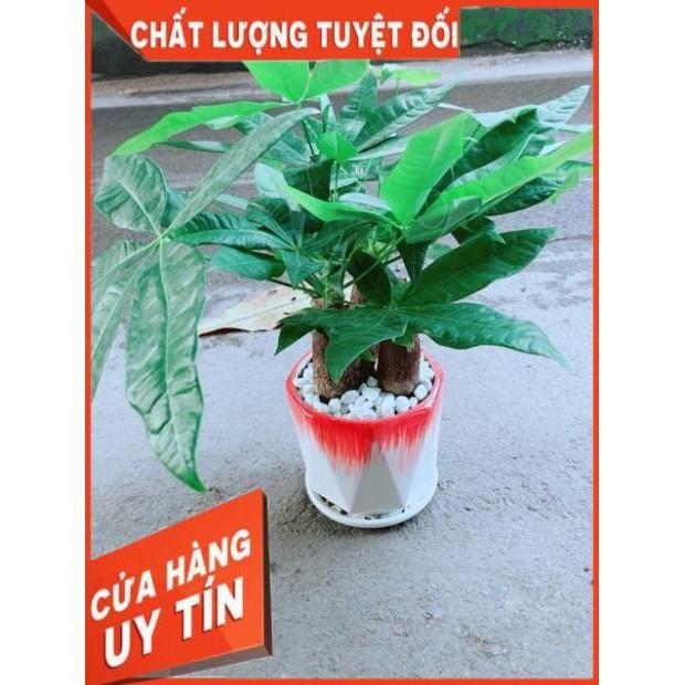 Chậu Kim Ngân 3 Thân Lớn