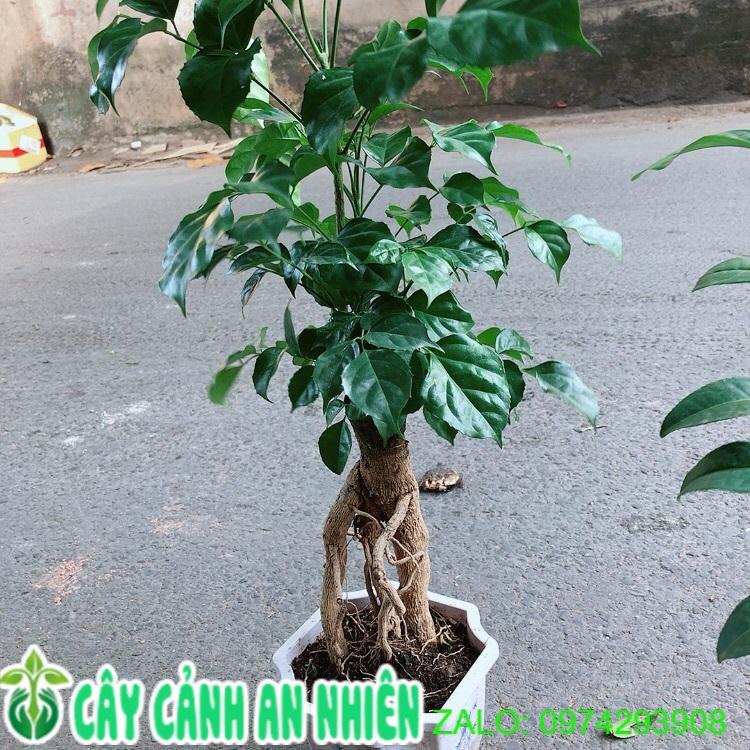 Cây Hạnh Phúc Bonsai