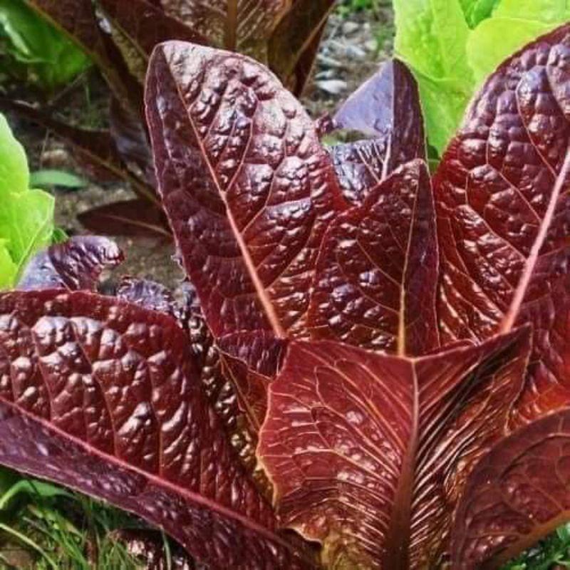 Hạt giống xà lách Romaine đỏ tím Trang Nông